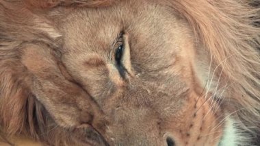 Barbar aslan (Panthera leo leo). Uyuyan aslan