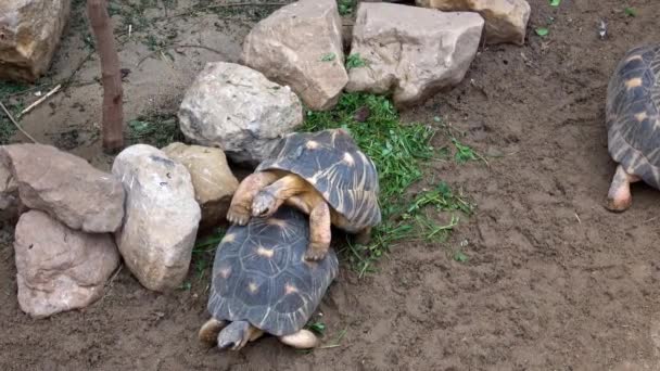 Madagaskar Schildkröte Pyxis Arachnoides Schildkröten Ruhen Sich Aus — Stockvideo