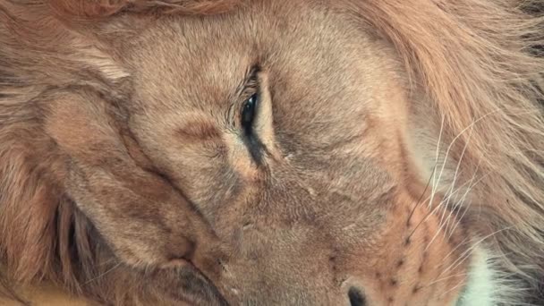 Barbaarse Leeuw Panthera Leo Leo Slapende Leeuw — Stockvideo
