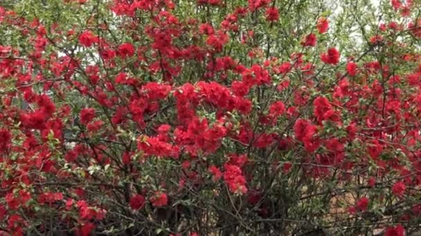 Czerwone Kwiaty Japońskiej Pigwy Kwitnącej Chaenomeles Superba — Wideo stockowe