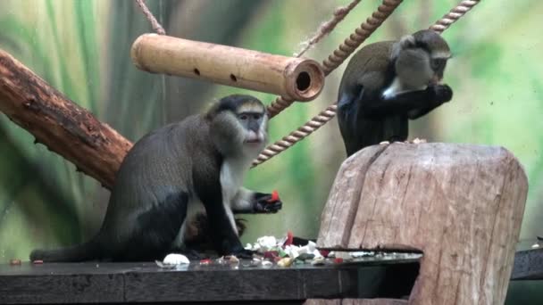 Dois Macacos Comem Vegetais Cercopithecus Campbelli — Vídeo de Stock