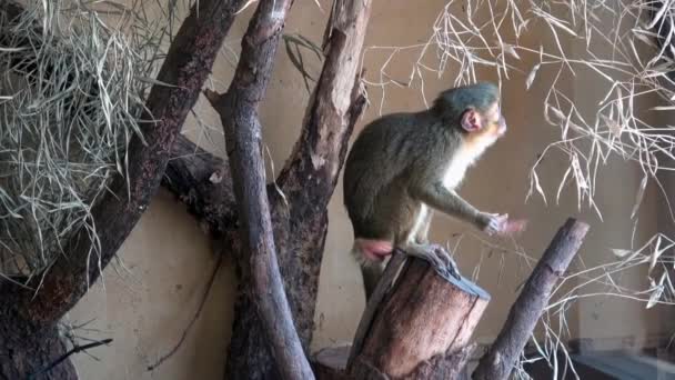 Northern Talapoin Monkey Miopithecus Ogouensis — Αρχείο Βίντεο