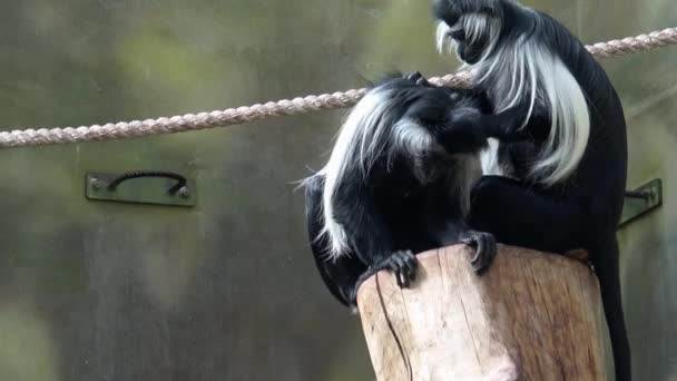 Angolai Kolobusz Colobus Angolensis Fekete Fehér Kolobusz Majmok — Stock videók