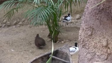 Yetişkin erkek madagaskan keklik, dişi madagaskan keklik (Margaroperdix madagarensis)