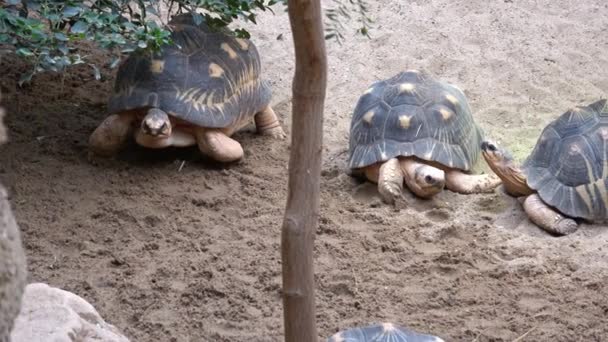 Madagascar Tortoise Pyxis Arachnoides Tortoises Resting — стоковое видео