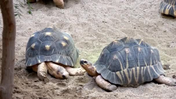 Madagascar Tortoise Pyxis Arachnoides Tortoises Resting — ストック動画