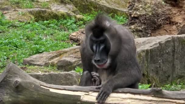Ćwierć Małpę Mandrillus Leucophaeus Wiercić Środowisku Naturalnym Piękne Dzikie Zwierzę — Wideo stockowe