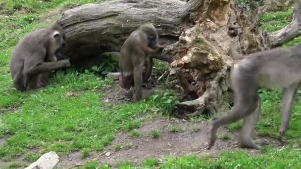 Ćwierć Małpę Mandrillus Leucophaeus Wiercić Środowisku Naturalnym Piękne Dzikie Zwierzę — Wideo stockowe