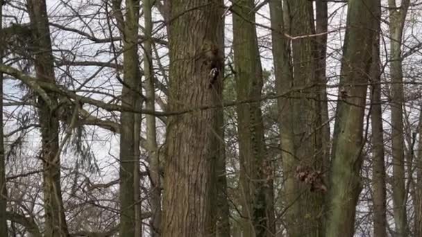 啄木鸟坐在树干上 春天啄木鸟在一棵大树上觅食 大斑斑啄木鸟 大树龙 — 图库视频影像