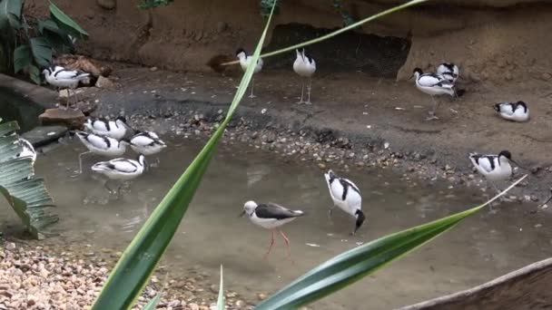 Manada Aguacates Pájaro Zancudo Blanco Negro Recurvirostra Avosetta — Vídeos de Stock