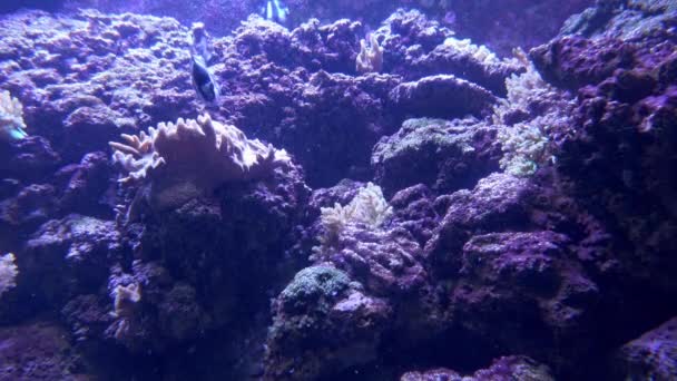 Barevné Akvárium Ryby Sladkovodní Akvárium Zdobené Pseudomořským Stylem — Stock video