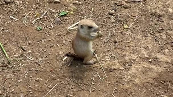 Zwarte Prairiehond Cynomys Ludovicianus — Stockvideo