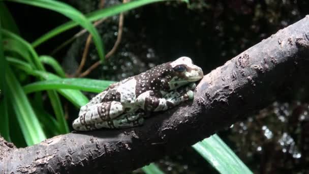 Broasca Lapte Amazon Ramură Trachycephalus Resinifictrix — Videoclip de stoc