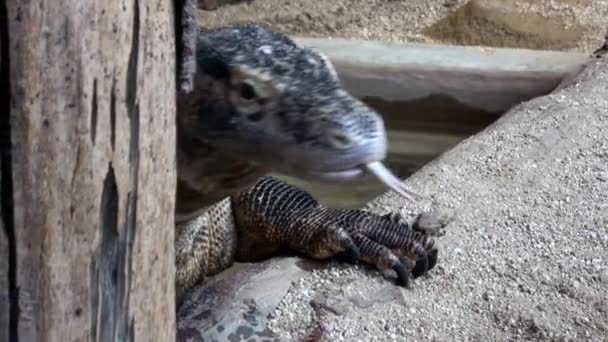 Venomous Beaded Lizard Heloderma Horridum — Stock Video