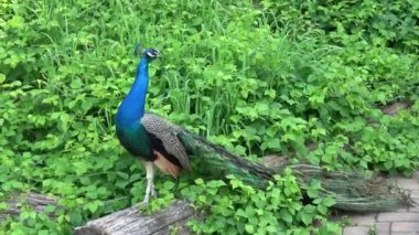 Hint Peafowl veya mavi Peafowl (Pavo cristatus). Güzel tavus kuşunun portresi