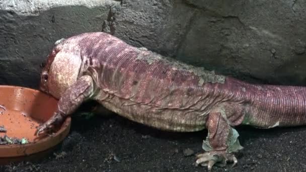 Gros Plan Lézard Tegu Rouge Tupinambis Rufescens — Video