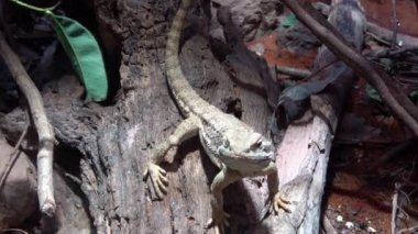 Cüce sakallı ejderha Pogona Henrylawsoni