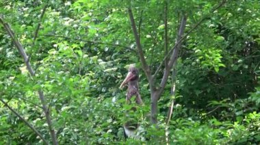 Kara leylek (Ciconia nigra) bir ağaçta oturuyor