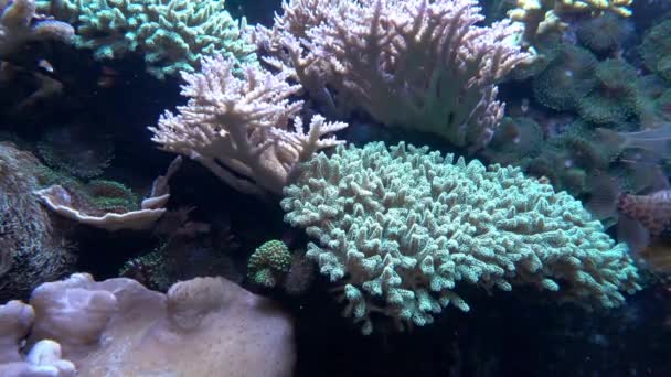 Akvárium Halak Korallok — Stock videók