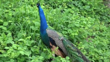 Hint Peafowl veya mavi Peafowl (Pavo cristatus). Güzel tavus kuşunun portresi