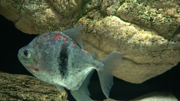 Стоковые Видео One Fish ⬇ Скачать Футажи One Fish | Depositphotos