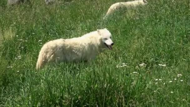 Arktisk Varg Canis Lupus Arctos — Stockvideo