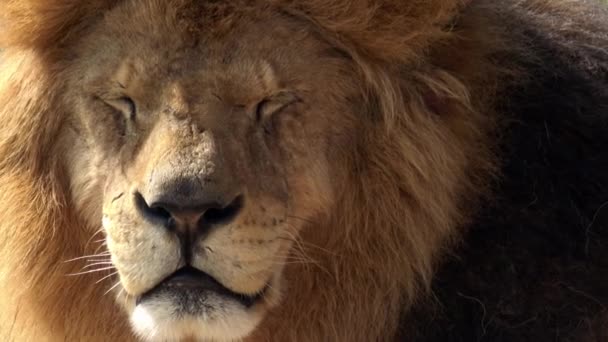 Porträtt Ett Stort Manligt Lejon Panthera Leo — Stockvideo