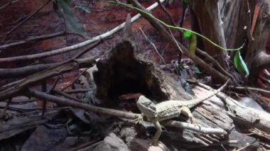 Cüce sakallı ejderha Pogona Henrylawsoni