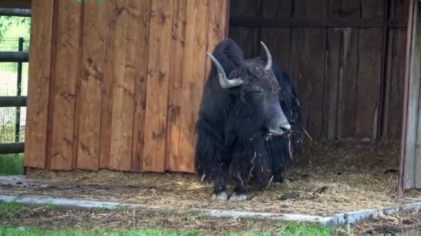 Domestic Yak Bos Grunniens Domestic Animal — Stock Video