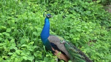 Hint Peafowl veya mavi Peafowl (Pavo cristatus). Güzel tavus kuşunun portresi