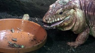 Kırmızı bir tegu kertenkelesinin yakın çekimi, Tupinambis rufescens