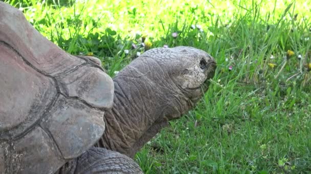 Aldabra Giant Tortoise Aldabrachelys Gigantea Eating Grass — Stock Video