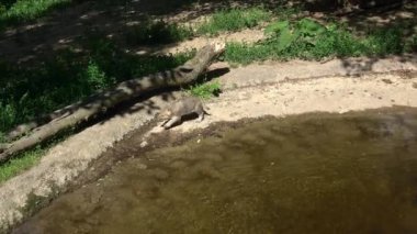 Gri kurt yavrusu ormanda yürüyor. Kuzey Kutbu Kurdu (Canis lupus arctos).