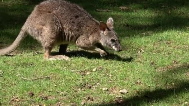 Jonge Bruine Kangoeroe Die Gras Eet — Stockvideo