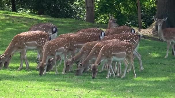 夏天在绿色草地上的鹿群 达摩达玛 — 图库视频影像