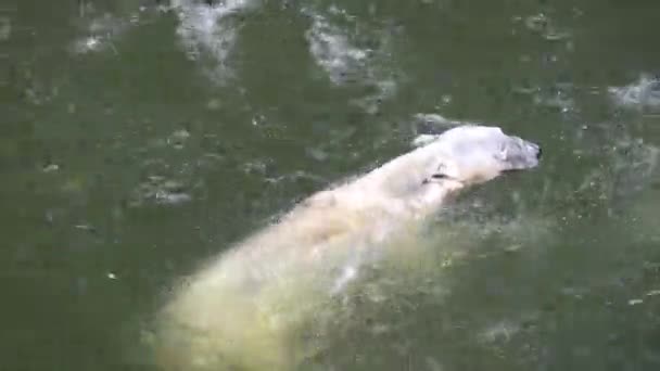 Ours Blanc Ursus Maritimus Nageant Dans Eau — Video