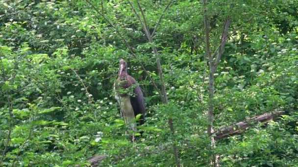 Black Stork Sitting Branches Tree — Stock Video
