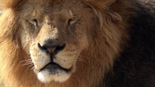 Büyük Bir Erkek Aslan Portresi Panthera Leo — Stok video