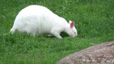 Kırmızı boyunlu bir Wallaby beyaz albino dişisinin yakın çekimi, kanguru (Macropus rufogriseus)