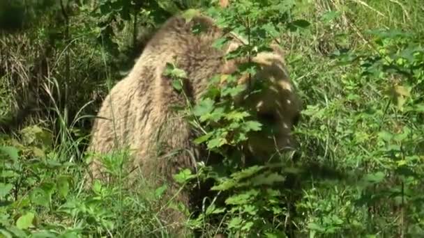 Καφέ Αρκούδα Ursus Arctos Κάθεται Στο Γρασίδι — Αρχείο Βίντεο