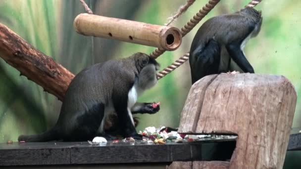 Two Monkey Eat Vegetable Cercopithecus Campbelli — Video Stock