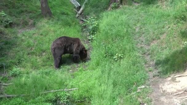 森の中の熊 ウルス アルコス — ストック動画