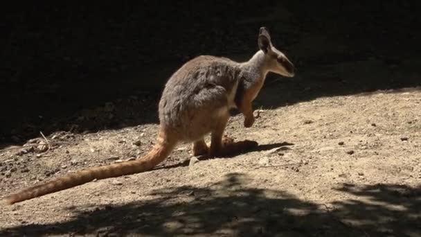 Pantano Wallaby Sentado Naturaleza Canguro Marrón Cerca — Vídeos de Stock