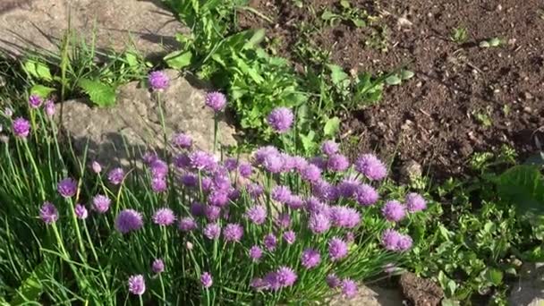 Szczypiorek Lub Allium Schoenoprasum Rozkwicie Fioletowymi Kwiatami Zielonymi Łodygami Szczypiorek — Wideo stockowe