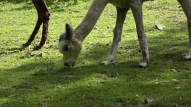 Alpaca (Vicugna paketleri) çimenlerde otluyor