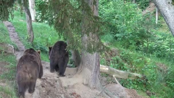 Twee Volwassen Bruine Beren Het Bos Zomer — Stockvideo