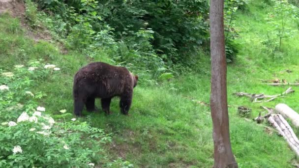 Brązowy Niedźwiedź Lesie — Wideo stockowe
