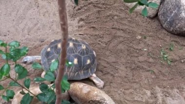 Madakascar tortoise (Pyxis arachnoides).Tortoise is walking on the ground