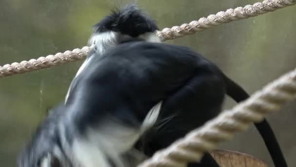 Ангольський Колобус Colobus Angolensis Чорно Білі Мавпи Колобу — стокове відео