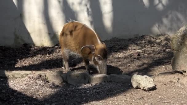 Red River Hog Potamochoerus Porcus Hledá Potravu — Stock video